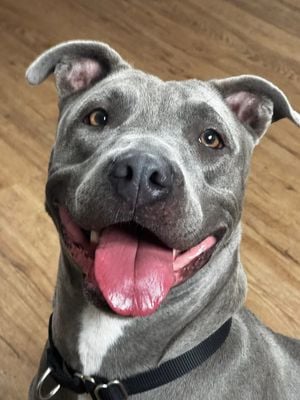 Dog media