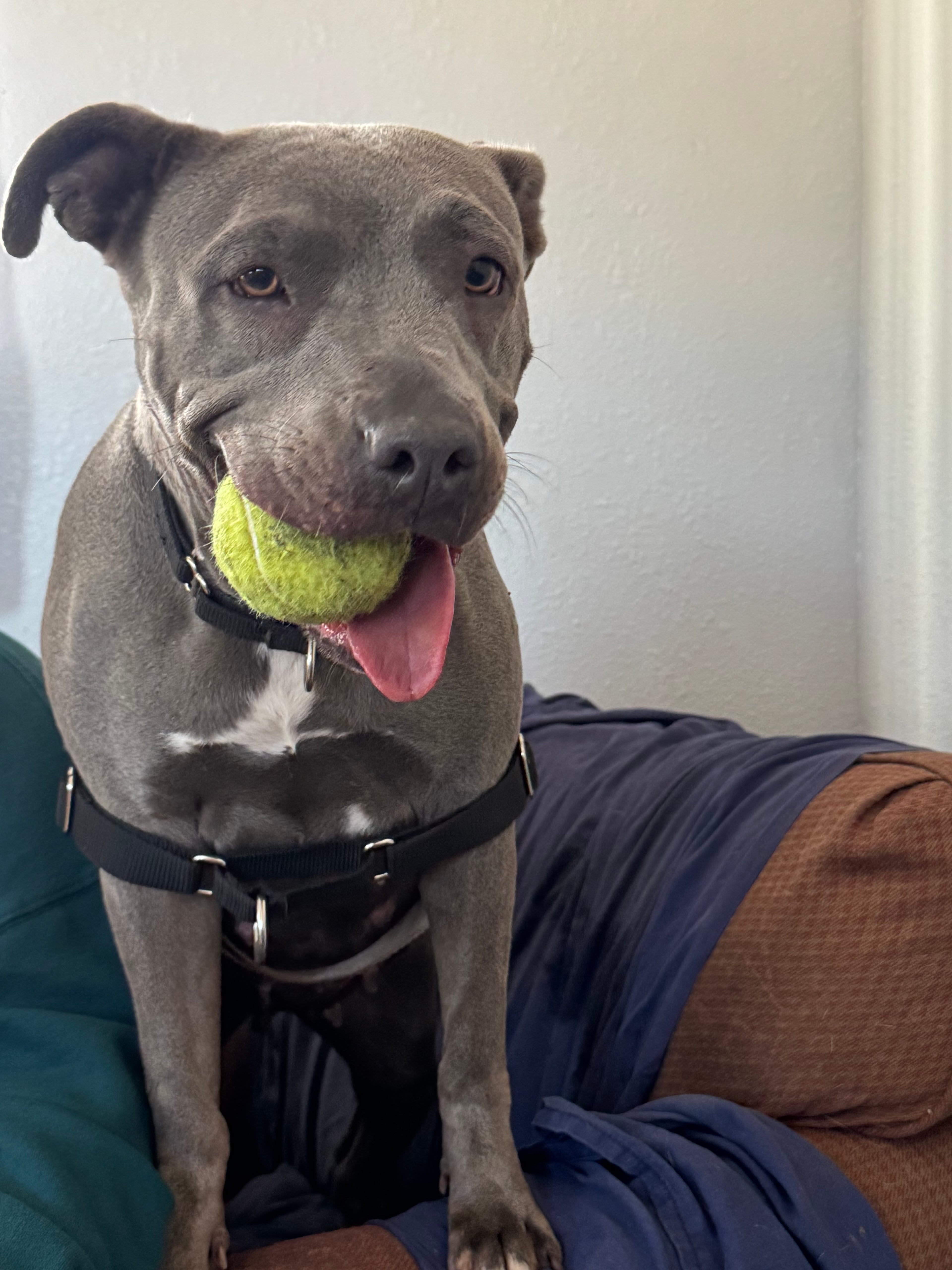 Dog media